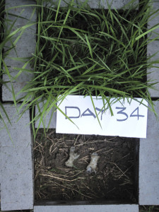 Test Plot-Grass & soil Day 341